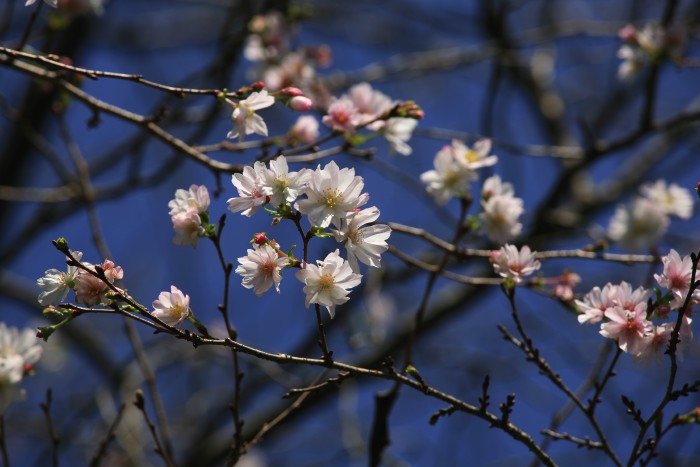 10月7日撮影　１０月桜